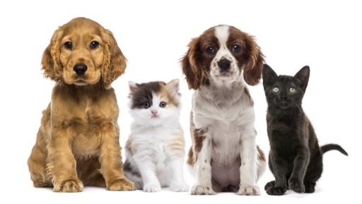 Bild zu Tierkrankenversicherung